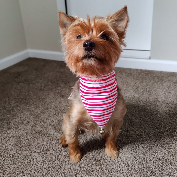 Holiday Bow and Bandana for Dog - Picture 3 of 6